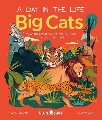 A Day in the Life of Big Cats: What Do Lions, Tigers and Panthers Get up to all day?